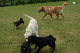 Bij achtertuin Hans Baltus